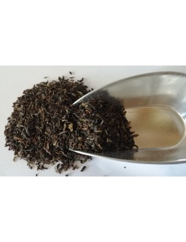 Darjeeling Glenburn